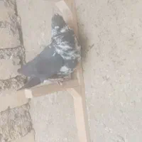 کفتر|پرنده|شیراز, گویم|دیوار