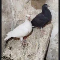 کبوتر سربری