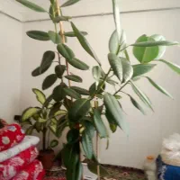 گل زیبا|گل و گیاه طبیعی|اهر, |دیوار