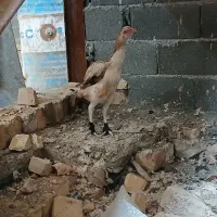 مرغ خروس لاری