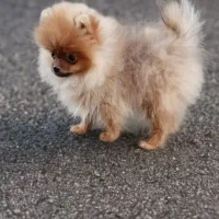 سگ‌پامر،پامرانین خرسی نر‌،پاکوتاه،فانتزی،اپارتمانی|سگ|تهران, اوقاف|دیوار