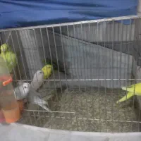 مرغ عشق|پرنده|قم, نخودی|دیوار