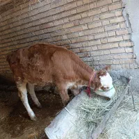 گوساله ماده|حیوانات مزرعه|لالی, |دیوار