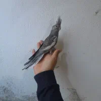 جوجه عروس هلندی نرمه و دونخور