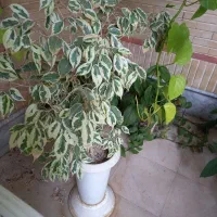 گل وگیاه خانگی باتخفیف
