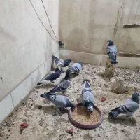 پلاکی مسافتی|پرنده|خمینیشهر, |دیوار