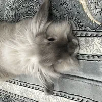 خرگوش بازی گوش|موش و خرگوش|ساوه, |دیوار