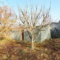 عرس|خدمات باغبانی و درختکاری|اشنویه, |دیوار