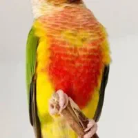 جفت گرینچیک آناناسی