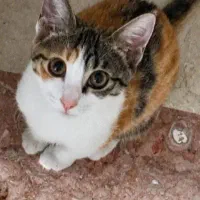 واگذاری گربه واکسن خورده رایگان