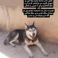 هاسکی