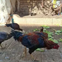 مرغ و خروس لاری|حیوانات مزرعه|مشهد, شهید آوینی|دیوار