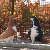 دو عدد شهری