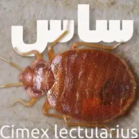 سم پاشی تخصصی ساس و حشرات  استان مرکزی|خدمات نظافت|اراک, |دیوار