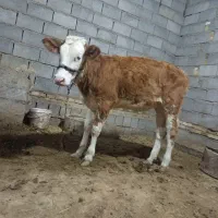 گوساله المانی درسوسنگرد|حیوانات مزرعه|اهواز, مجاهد|دیوار