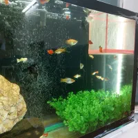 ماهی و آکواریم|ماهی|مرند, |دیوار