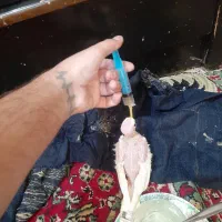 جوجه عروس سرلاکی چشم شرابی|پرنده|پاکدشت, شهرک انقلاب|دیوار