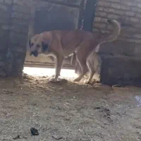 سگ گمشده عراقی