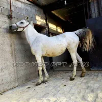 فروش مادیون سفید|اسب و تجهیزات اسبسواری|خاتم, |دیوار