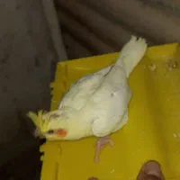 جوجه گرینچیک ۲۵ روزه و جوجه عروس هلندی ۲۰ روزه|پرنده|چمران, |دیوار