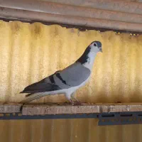 دمگیر نر|پرنده|شاهین‌شهر, طالقانی|دیوار