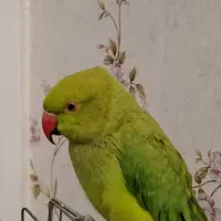 طوطی ملنگو|پرنده|نجف‌آباد, شریعتی غربی|دیوار