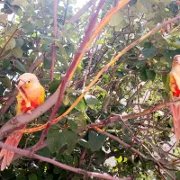 گرینچیک نر و ماده
