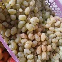 سیب انگور سرکه ای آلو سیاه لواشکی میوه فروشی|خوردنی و آشامیدنی|اصفهان, کوجان|دیوار