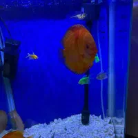 آکواریوم و ماهی ها