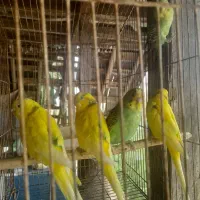 مرغ عشق جوان وبالغ