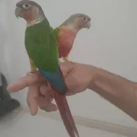 گرینچیک و عروس|پرنده|ساری, |دیوار