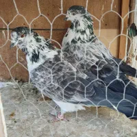 تعدادی  مایه دهنجور ب شرط|پرنده|قرچک, مهدیه|دیوار