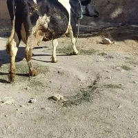 گوساله/گاو|حیوانات مزرعه|تبریز, |دیوار