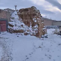 علف پشدوره اول