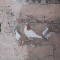 کبوتر|پرنده|سبزوار, مدرس|دیوار