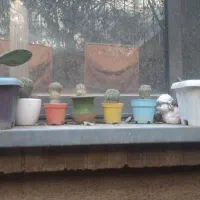 ۶۰ عدد کاکتوس با گلدان های متفاوت همه باهم|گل و گیاه طبیعی|تهران, تهرانپارس غربی|دیوار