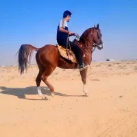 اسب|اسب و تجهیزات اسبسواری|شاهینشهر, حاجی آباد|دیوار