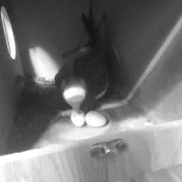 باسلام عروس هلندی مولد وسه عدد تخم|پرنده|ری, شهادت|دیوار