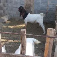 نری|حیوانات مزرعه|میناب, |دیوار