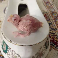 عروس هلندی|پرنده|مشهد, شهرک لشکر (شهرک غرب)|دیوار