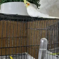 عروس هلندی|پرنده|گلبهار, شهر جدید گلبهار|دیوار