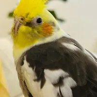 کود مرغی پودری