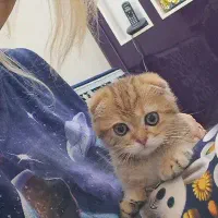 گربه اسکاتیش‌‌‌ اصیل‌‌