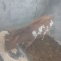 تلیسه جرزی درجه یک سه ماه آبستن|حیوانات مزرعه|مهریز, |دیوار