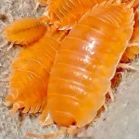 فروش ایزوپاد نارنجی غول پیکر