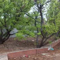 باغچه|فروش زمین و ملک کلنگی|رباطکریم, منجیل آباد|دیوار