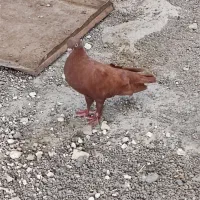 کفتر یا کبوتر