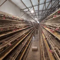 دکتر دامپزشک طیور|خدمات پیشه و مهارت|تهران, جمال‌زاده|دیوار