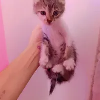 بچه گربه|گربه|مراغه, |دیوار