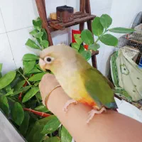 پرنده|پرنده|هشتگرد, هشتگرد قدیم|دیوار